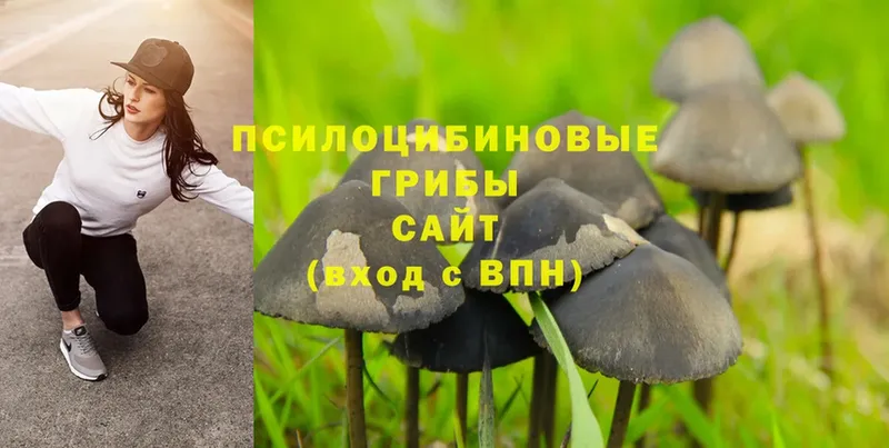 ОМГ ОМГ ссылка  Будённовск  Галлюциногенные грибы Magic Shrooms 